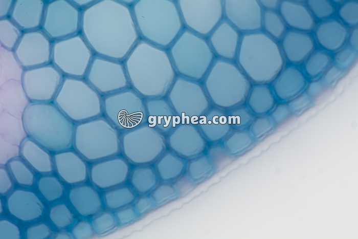 Feuille d'Oyat CT x100 - gryphea.com